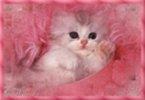 chaton